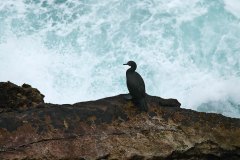 Imperial Shag juvenile