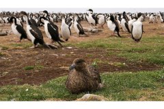 Falkland Skua at Imperial Shag colony