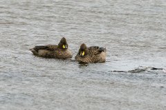 Speckled Teals