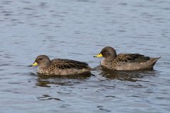 Speckled Teals