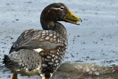 Falkland Steamer Duck, flightless endemic