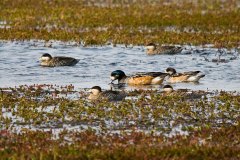 Chiloë Widgeon male (with iridescent head) and female, surrounded by Silver Teals