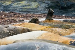 Southern Elephant Seals