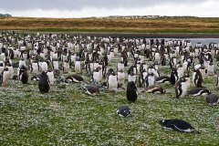 Gentoo Penguin colony