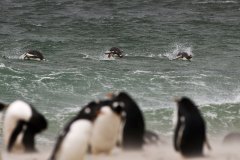 Gentoo Penguins porpoising to shore