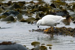 Kelp Goose