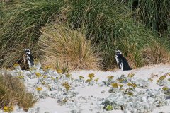 Magellanic Penguins amidst tussac grass and sea cabbage