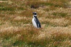 Magellanic Penguin