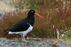 Magellanic Oystercatcher