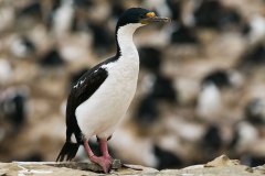 Imperial Shag