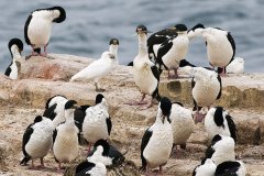 Pale-faced Sheathbill (carrion feeder) in Imperial Shag colony