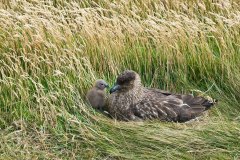 Falkland Skua chick and parent