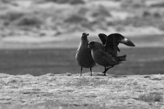 Falkland Skuas