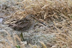 Magellanic Snipe