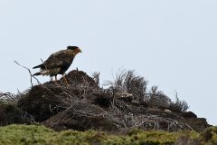 Southern Caracara