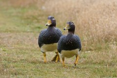 Falkland Steamer Duck couple, male = orange bill, female = greenish bill