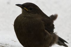 Tussacbird (Blackish Cinclodes)