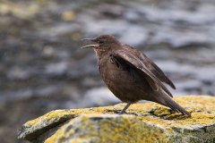 Tussacbird enjoys a rainshower