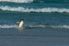 Gentoo Penguin comes ashore