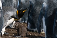 Mother defends chick