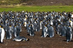 King Penguin colony at Volunteer Point