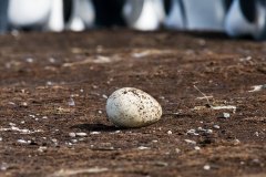 Abandoned King Penguin egg