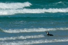 Magellanic Penguin contemplates surfing