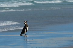 Magellanic Penguin comes ashore