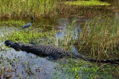 Wishful thinking (the Little Blue Heron flew away in time)