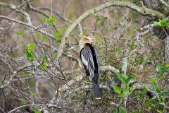 Anhinga, female