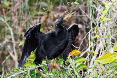 Anhinga, male