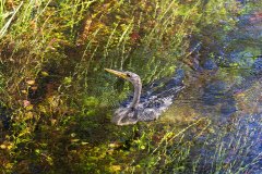 How Monet might have painted an Anhinga