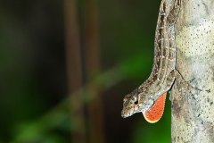 Cuban Brown Anole (introduced)