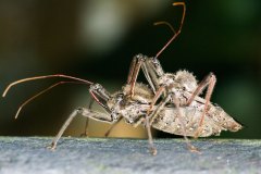 Mating Wheel Bugs (assassin bugs)