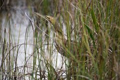 American Bittern in an exhibitionist mood