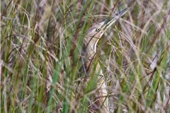The most you're likely to see of the reclusive American Bittern