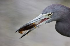 Little Blue Heron with crayfish