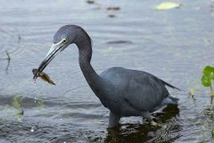 Little Blue Heron with tadpole