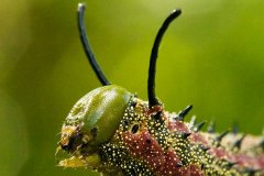 Pinstripe Oakworm caterpillar