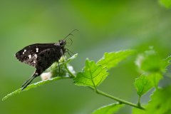 Dorantes Longtail (skipper butterfly)