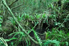 Native ferns in mahogany hammock