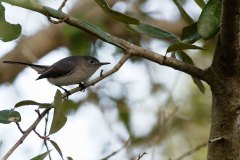 Blue-grey Gnatcatcher