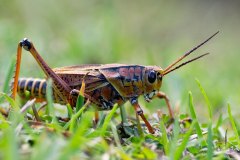 Eastern Lubber Grasshopper