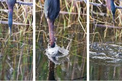 Green Heron catches lunch