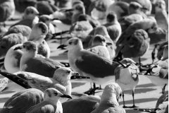 Laughing Gulls