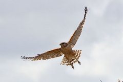 Red-shouldered Hawk, adult