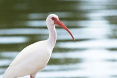 White Ibis