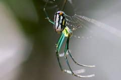 Mabel Orchard Orbweaver Spider