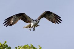 Osprey