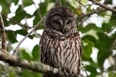 Barred Owl